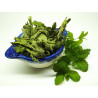 Menthe verte 2026